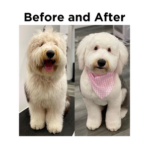 Bio-Groom Super White Shampoo 3.8 litre Before and After