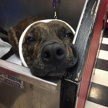 Load image into Gallery viewer, Happy Hoodie Dog Snood 2 Pack Small and Large - Black