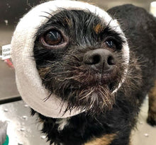 Load image into Gallery viewer, Happy Hoodie Dog Snood Small - Purple