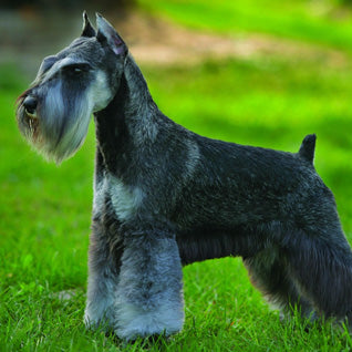 The Ultimate Schnauzer Clippers & Grooming Guide – AllGroom